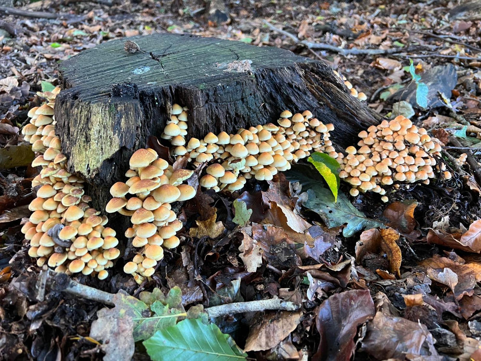 Veluwe Park Reewold Talisman Chalet Putten